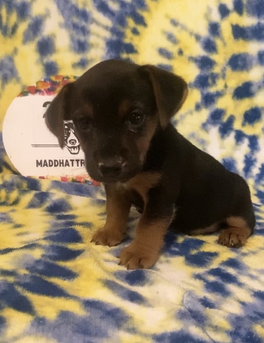 A American Hunt Terrier