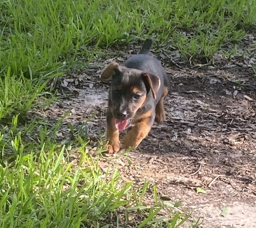 A American Hunt Terrier
