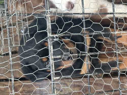 AKC Rottweiler pup 