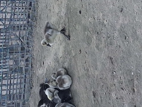 Baby geese 