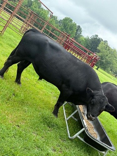 Registered Angus bull