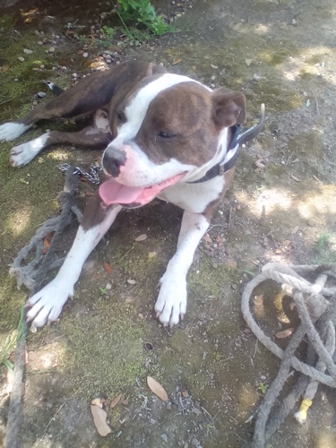Brindle female gyp up for grabs had one litter of pups and the momma dog was a good hog dog 