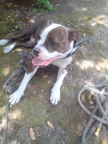 Brindle female gyp up for grabs had one litter of pups and the momma dog was a good hog dog 