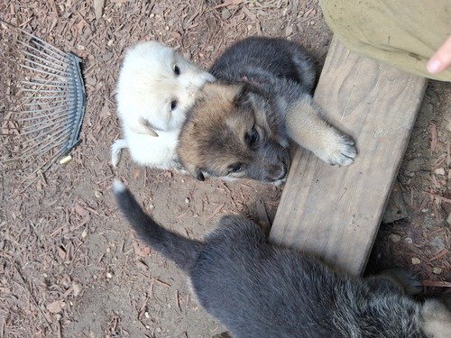 German shepherd pups for sale 250$