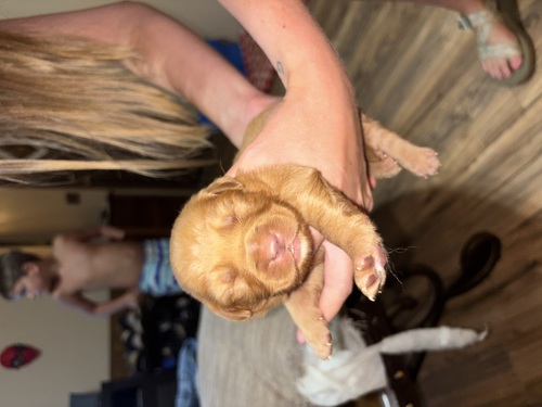 Golden Retriever Puppies