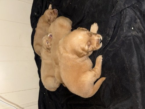 Golden Retriever Puppies
