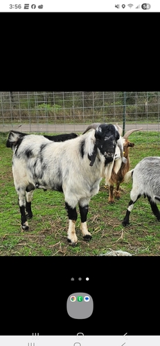 Looking for a Boer billy Black or black and white