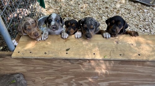 6 week Catahoula puppies 