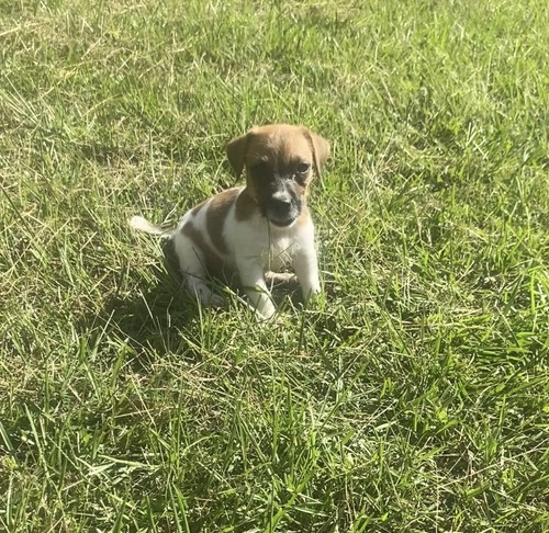 Jack Russell Terrier Puppy’s 