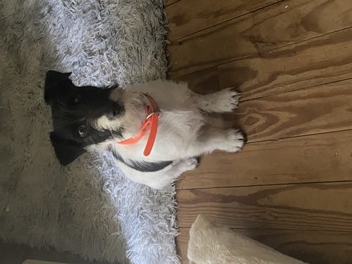 Jack Russell Terrier!!!!