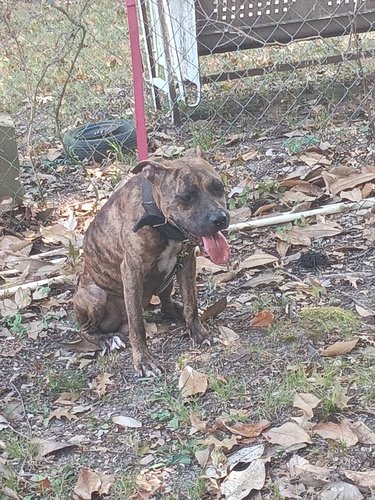 Brindle male game dog 