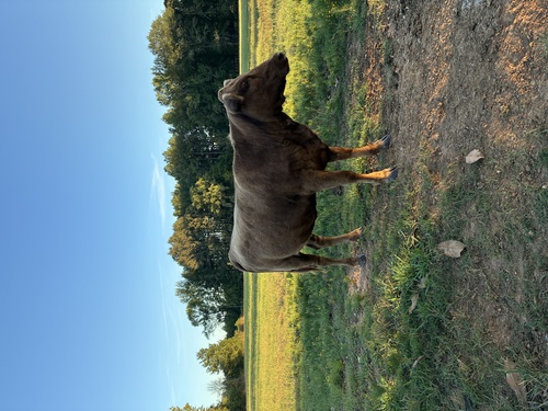 Dexter Heifer