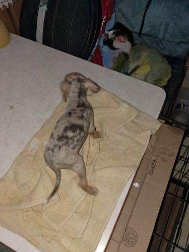 Catahoula puppy’s  