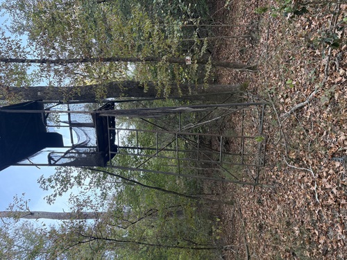 Deer Stand