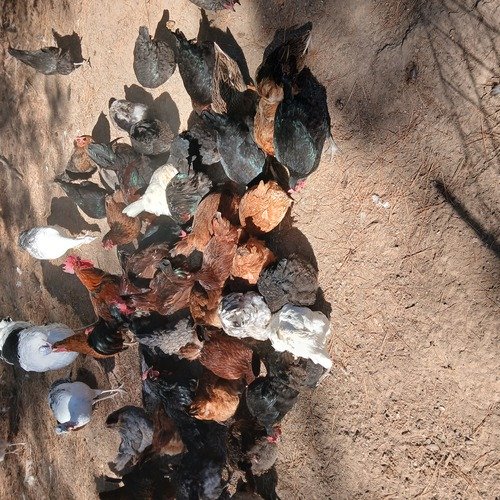 Laying hens 1 1/2 years old and a pair of 3 month old pigeons