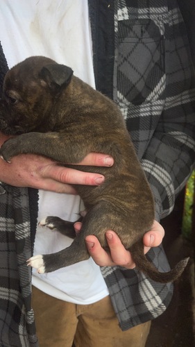 Pit Puppies
