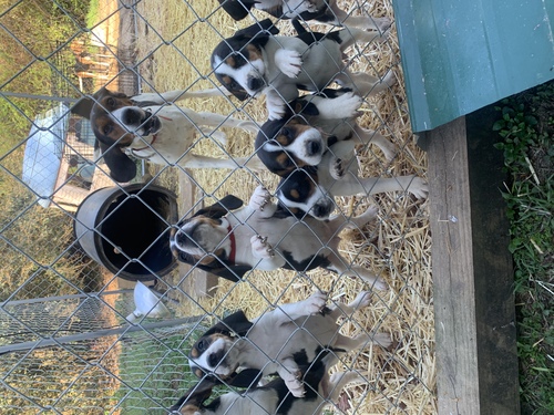 Puppies 