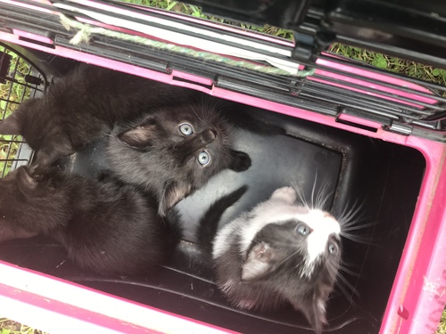 FREE kittens 