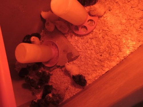BARN YARD MIX CHICKS 