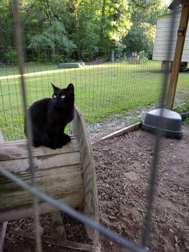 Black Cat 