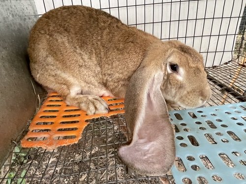 Pedigreed English Lop Doe