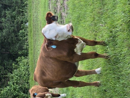 Registered Hereford Heifers