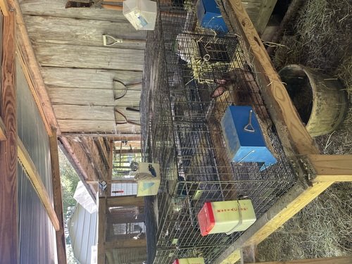Rabbit setup