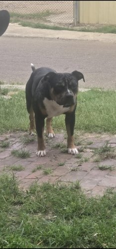 14 week old XL American bully
