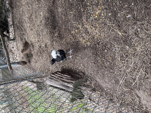 WHITE CRESTED BLACK POLISH CHICKENS AND GUINEA FOUL 
