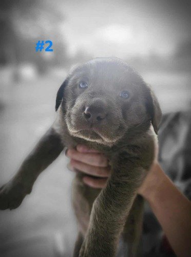Full blooded silver labs puppies 