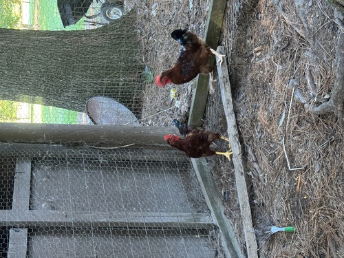 Rhode Island Red Rooster