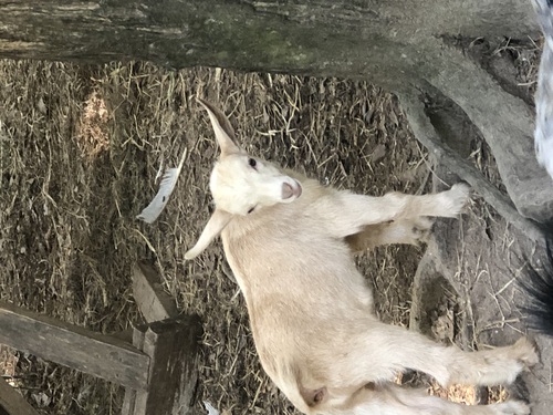 Baby billy goat  Nubian 