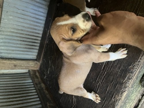 NSD Registered Squirrel Dog Pups