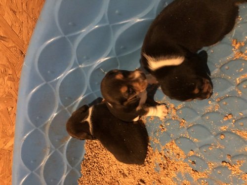 Akc registered beagle puppies males 