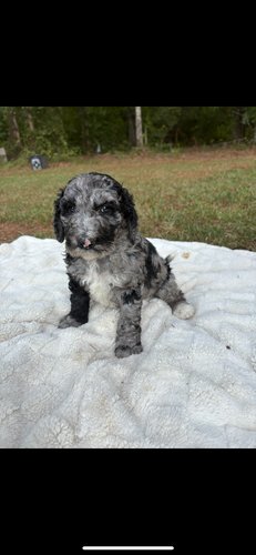 Aussiedoodle 