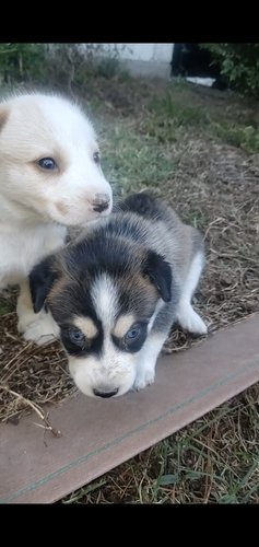 Husky mix puppies