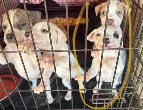 Old family rednose puppies 