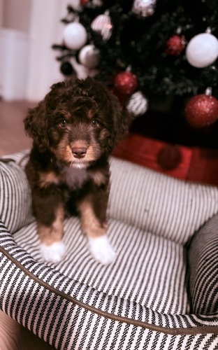 Miniature AussieDoodle 
