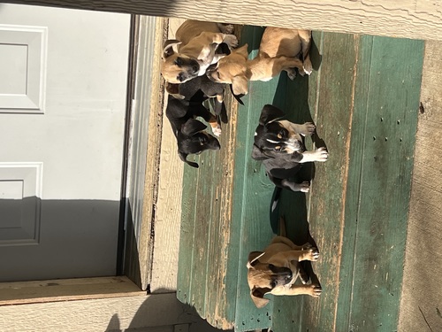 Chiweeine mix puppy’s 