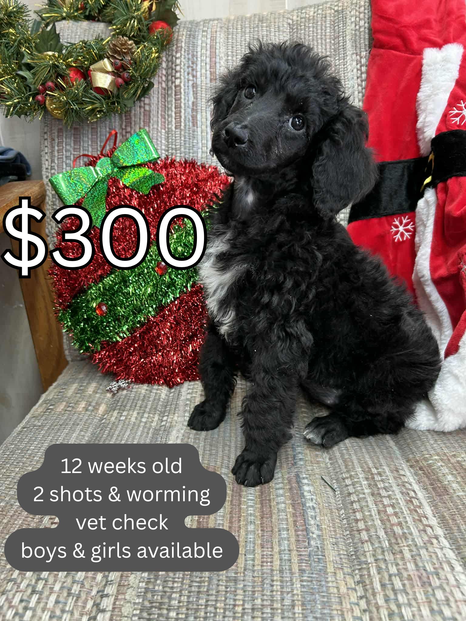 Standard/Medium Poodle Puppies