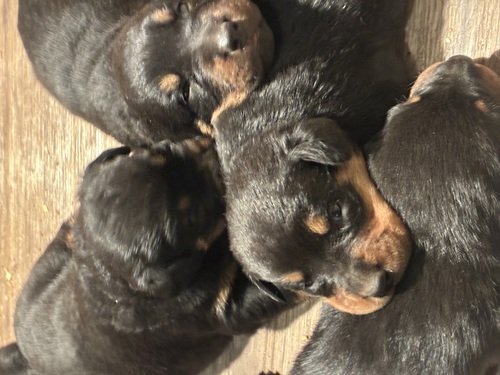 Rottweiler puppies available Dec 28