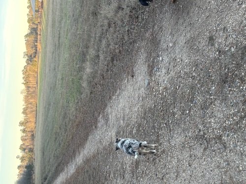 Merle border collie/aussie mix