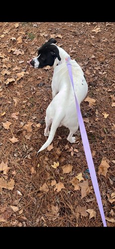 Pitbull mix with bull mastiff 