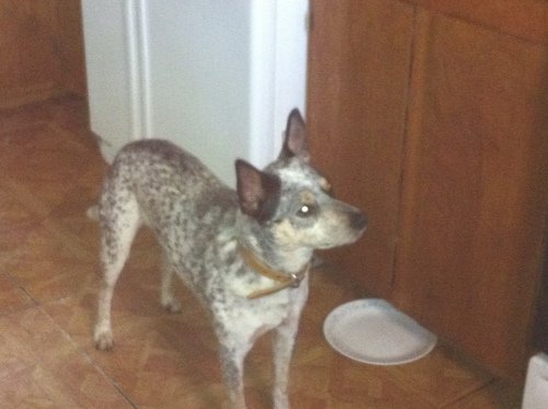 In search of blue heeler puppies