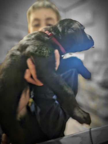 Full blooded black lab puppies one male and one female