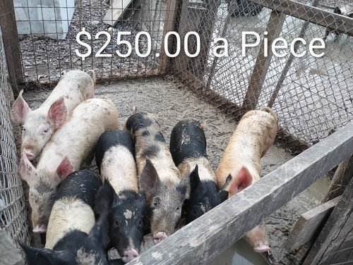 Hampster and Chester White Mix Pigs For Sale 