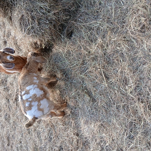 2 spotted boer doelings 