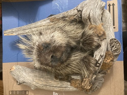 Porcupine Taxidermy