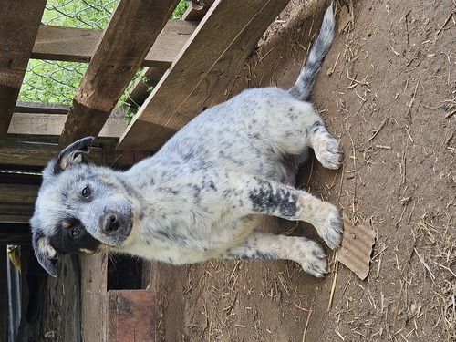 Australia cattle dogs pups