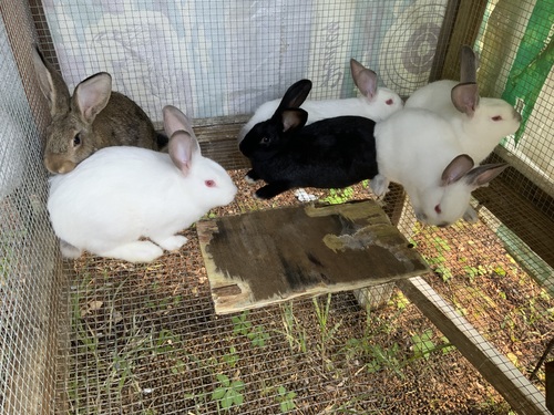 Rabbits 